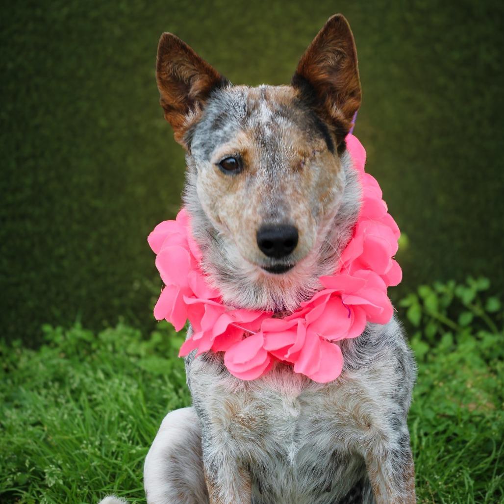 Moxie — thumbnail 2