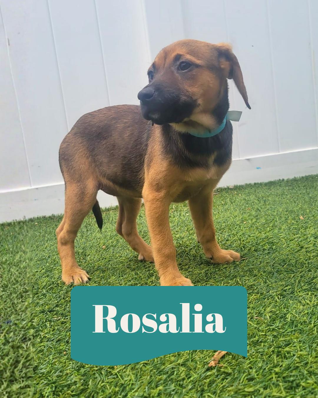 Enlarge Isabella Pup - Rosalia, a Adoptable mixed breed in Pompano Beach, FL image 1/3