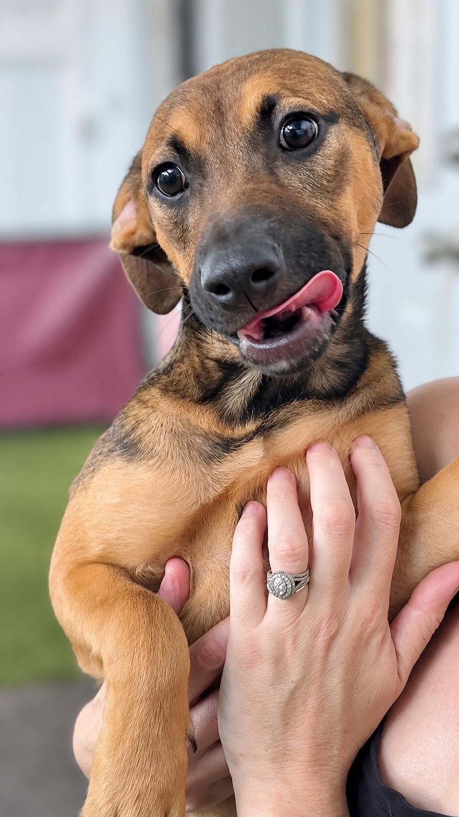 Isabella Pup - Rosalia, Adoptable, Puppy Female Dachshund & Labrador Retriever.