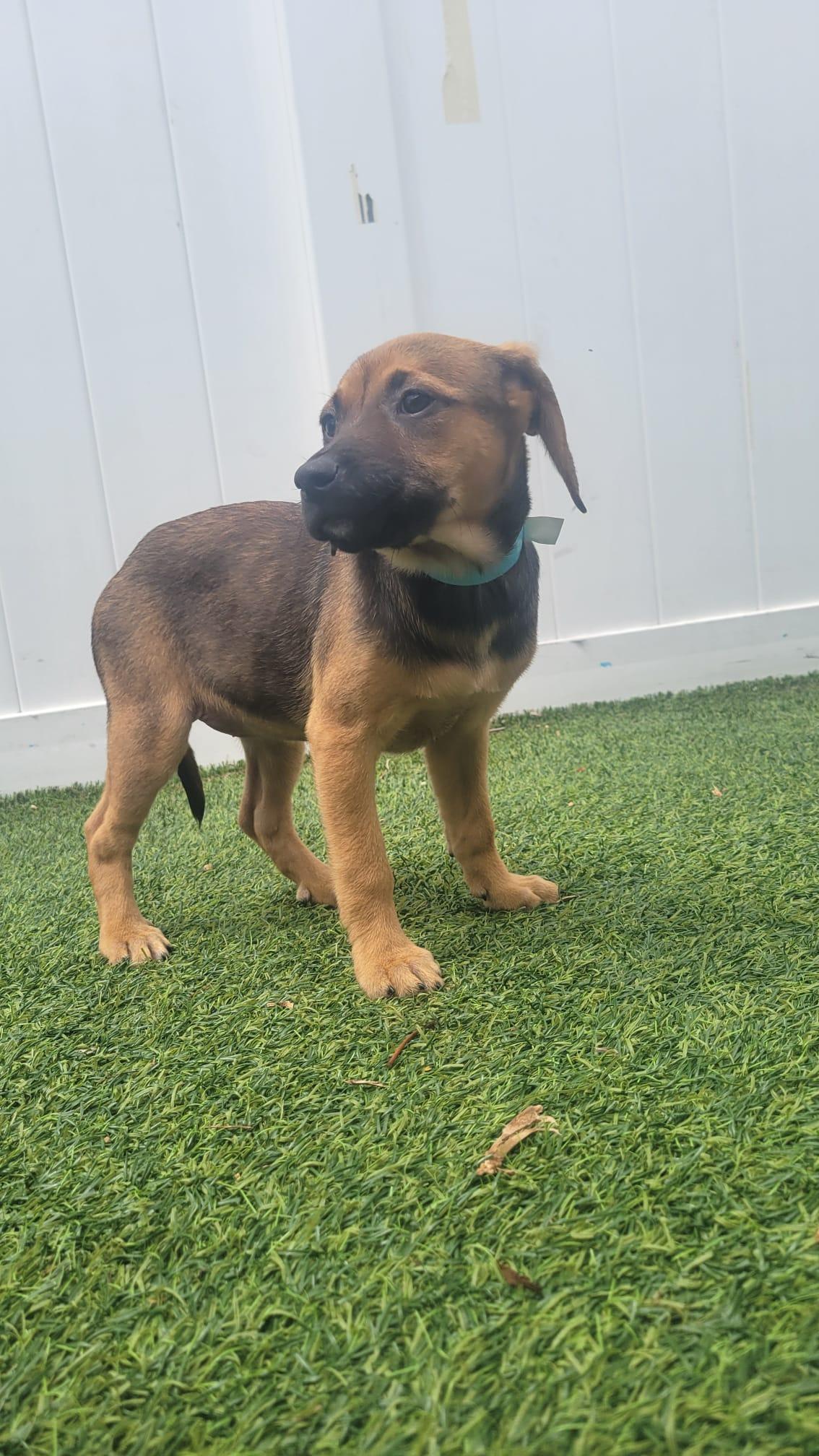 Enlarge Isabella Pup - Rosalia, a Adoptable mixed breed in Pompano Beach, FL image 2/3