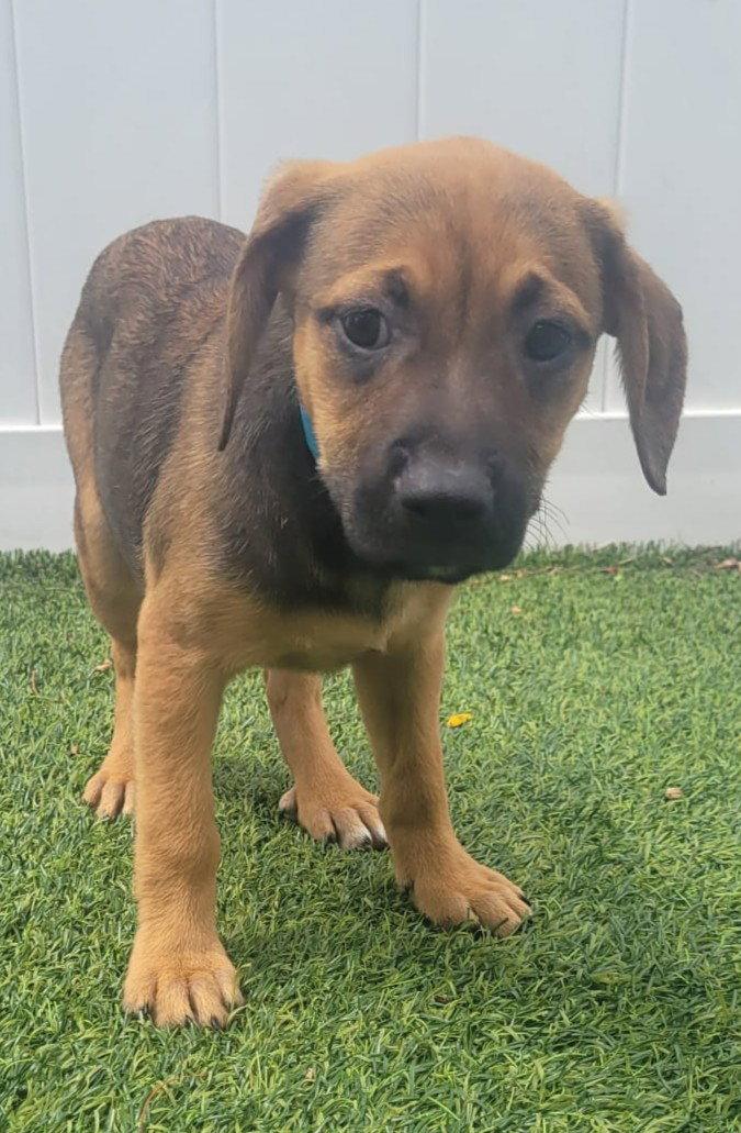 Enlarge Isabella Pup - Rosalia, a Adoptable mixed breed in Pompano Beach, FL image 3/3