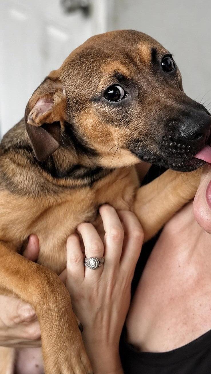 Enlarge Isabella Pup - Rosalia, a Adoptable mixed breed in Pompano Beach, FL image 2/3