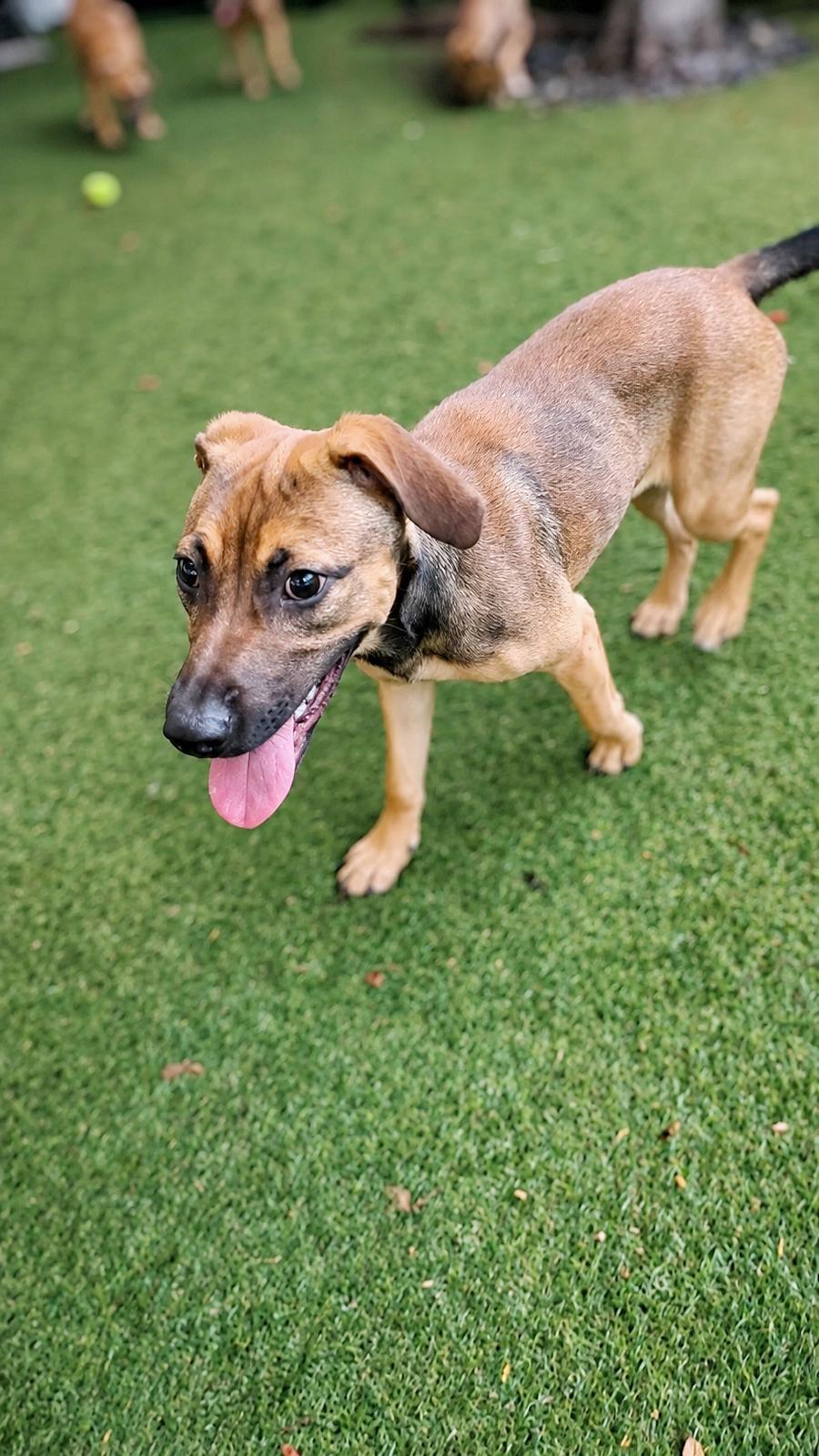 Enlarge Isabella Pup - Rosalia, a Adoptable mixed breed in Pompano Beach, FL image 3/3
