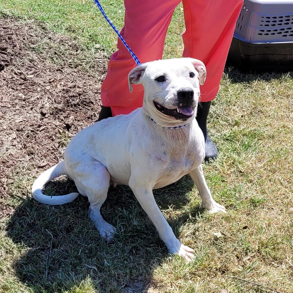 Enlarge Eliza, a ADOPTABLE Mixed Breed in Orangeburg, SC image 1/1