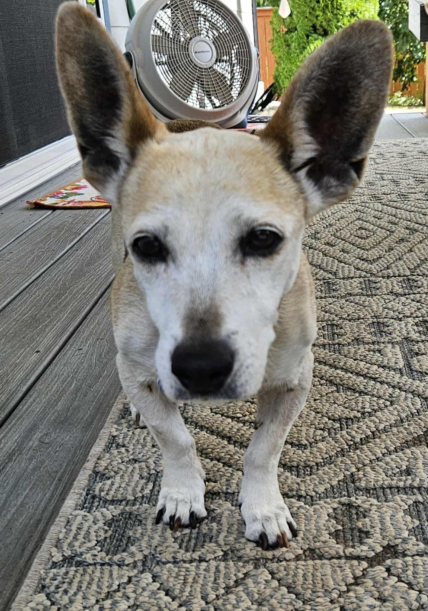 Enlarge Dory, a Adoptable Mixed Breed in Puyallup, WA image 2/6