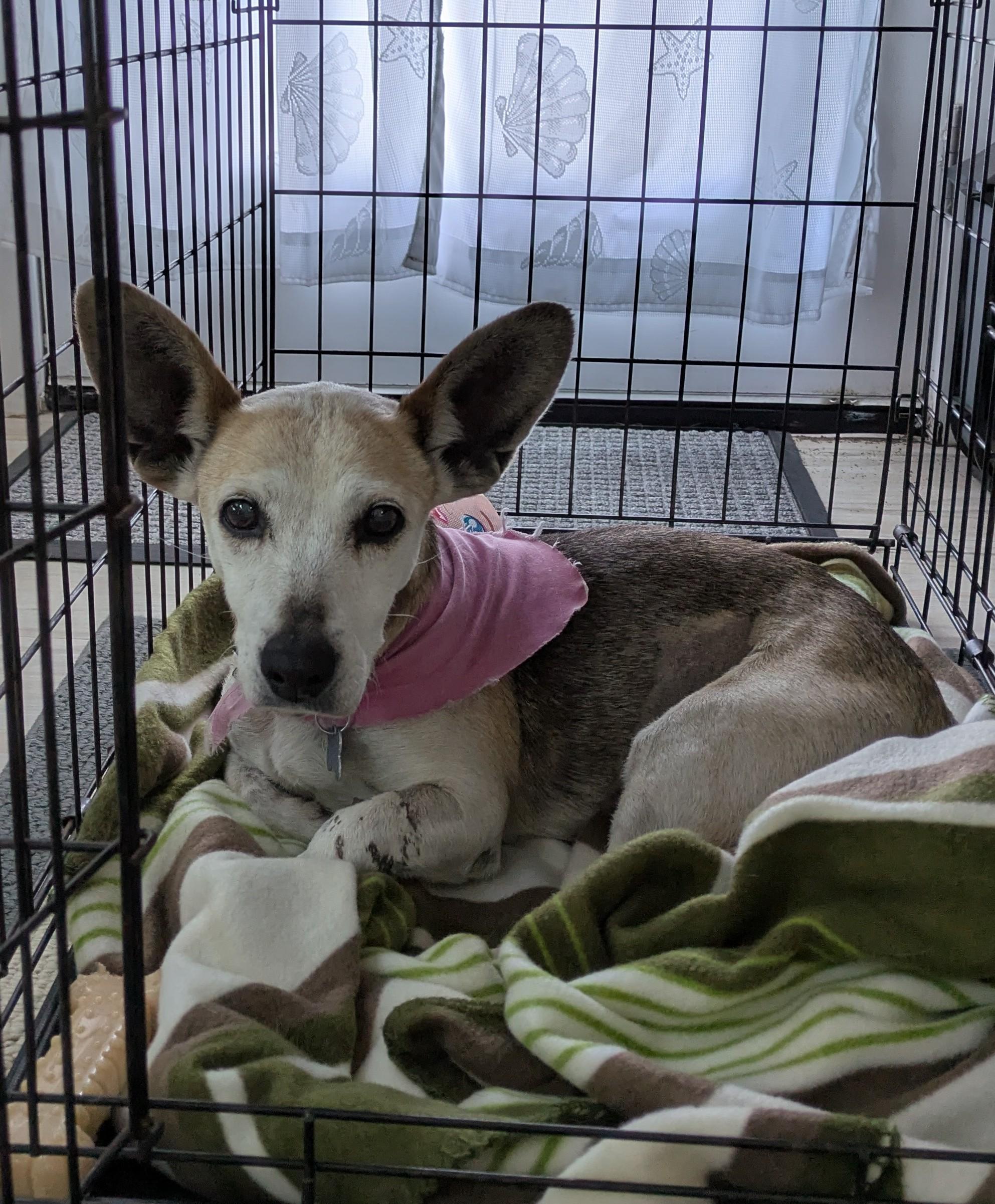 Enlarge Dory, a Adoptable Mixed Breed in Puyallup, WA image 6/6