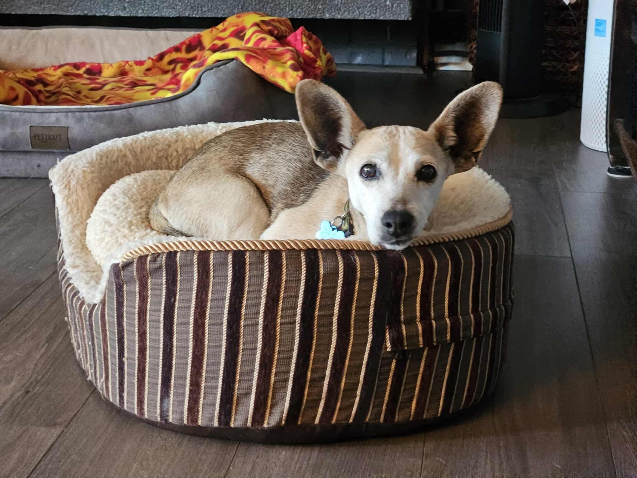 Enlarge Dory, a Adoptable Mixed Breed in Puyallup, WA image 3/6