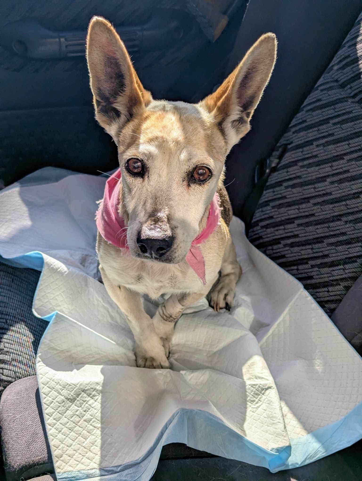 Enlarge Dory, a Adoptable Mixed Breed in Puyallup, WA image 4/6