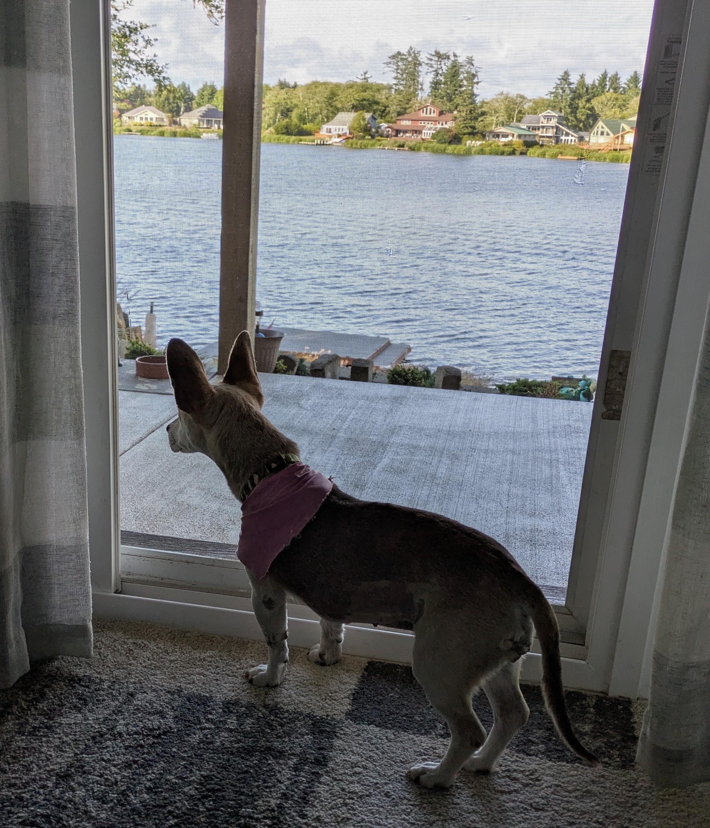 Enlarge Dory, a Adoptable Mixed Breed in Puyallup, WA image 5/6