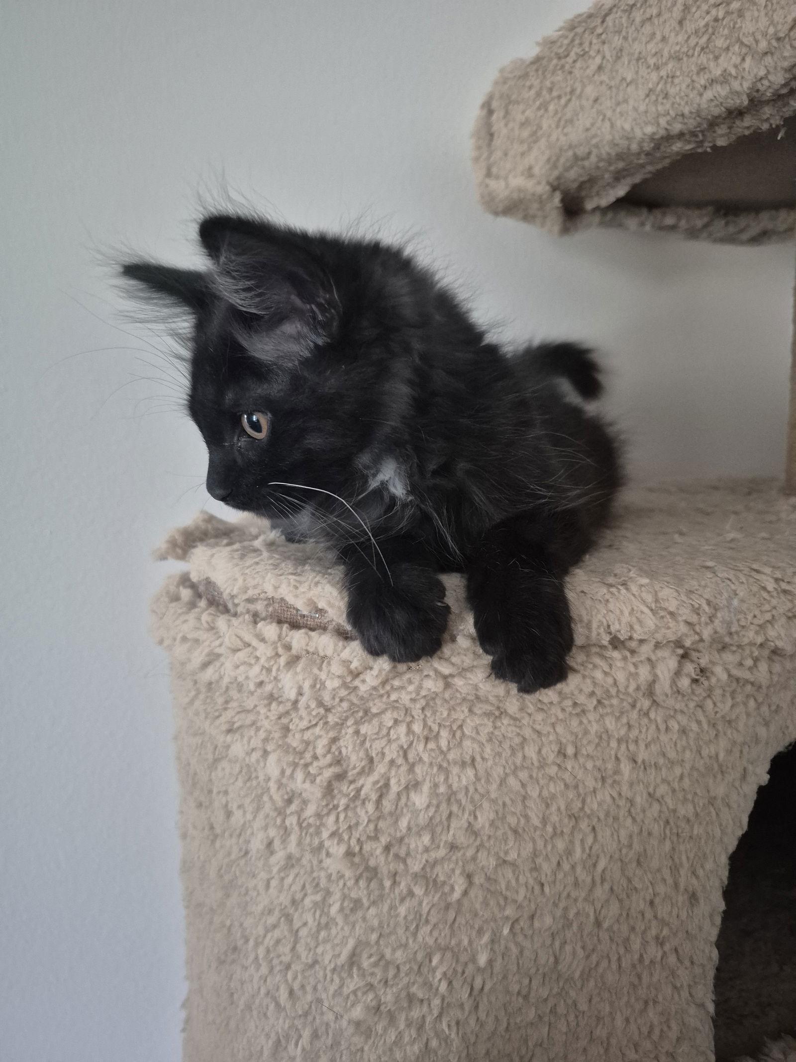 Spotify, Adopted, Kitten Male Domestic Medium Hair.