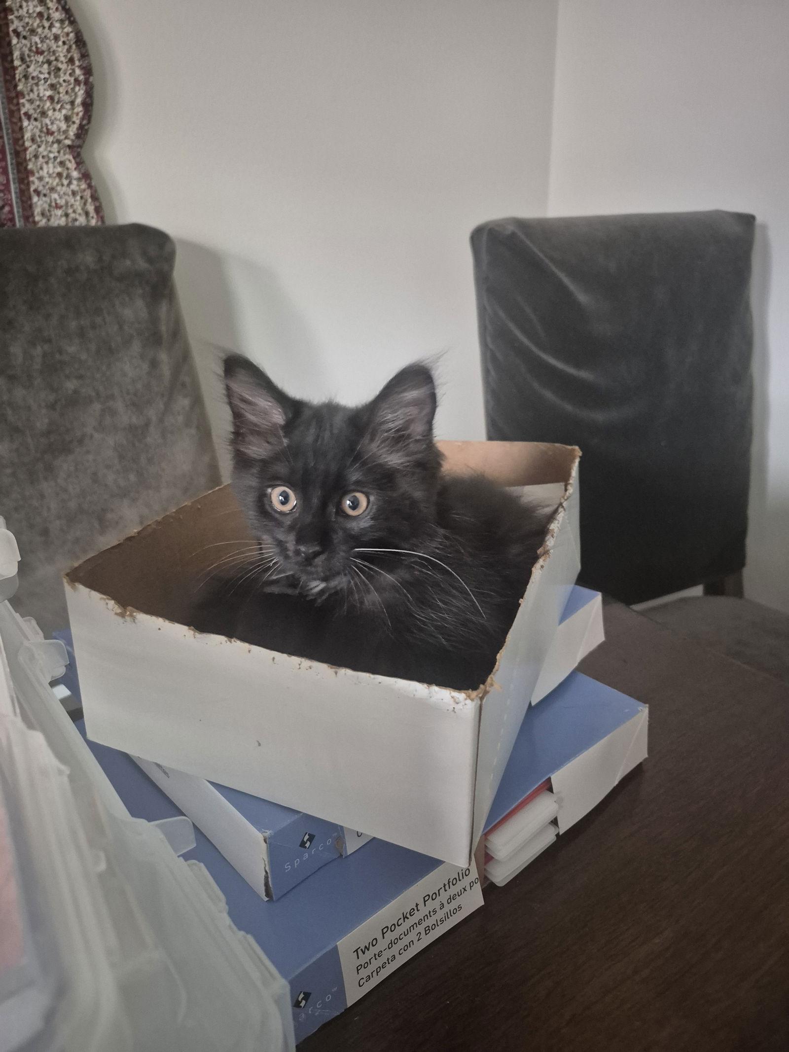 Spotify, a Adopted Domestic Medium Hair in Walled Lake, MI image 3/3