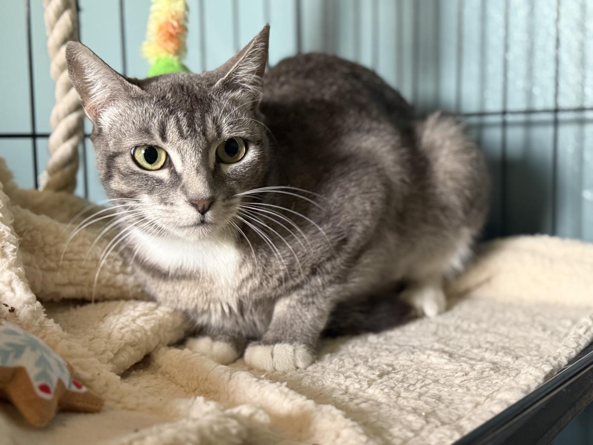 Luna Ironwood, a Adoptable mixed breed in Chandler, AZ image 2/3