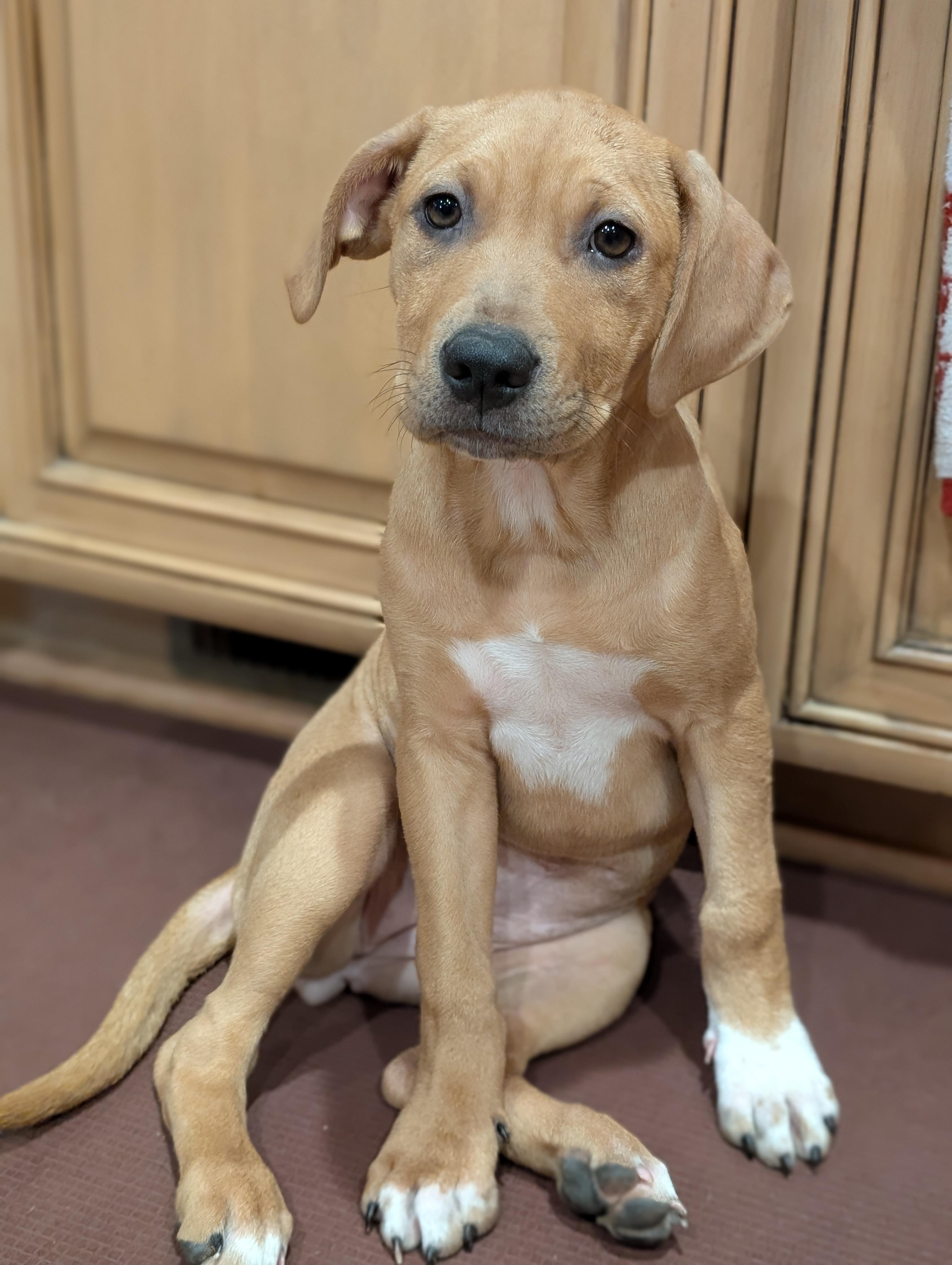 Chambéry, ADOPTABLE, Young Female Mixed Breed.