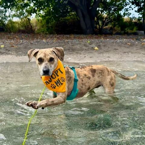 Enlarge Cookie Butter, a Adoptable Mixed Breed in Kailua Kona, HI image 1/6