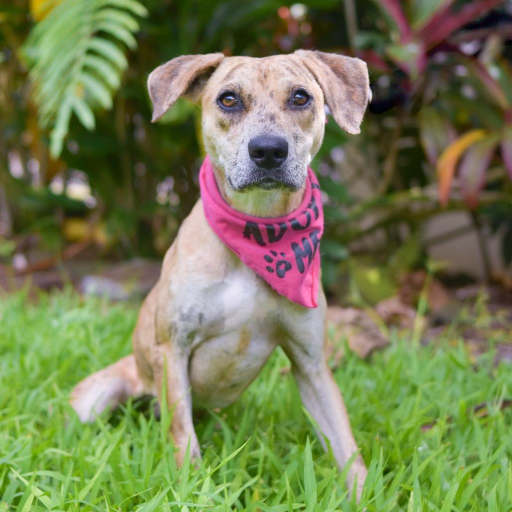 Enlarge Cookie Butter, a Adoptable Mixed Breed in Kailua Kona, HI image 1/6