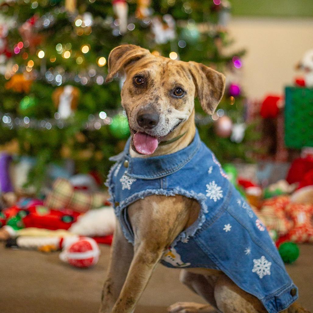 Enlarge Cookie Butter, a Adoptable Mixed Breed in Kailua Kona, HI image 2/6