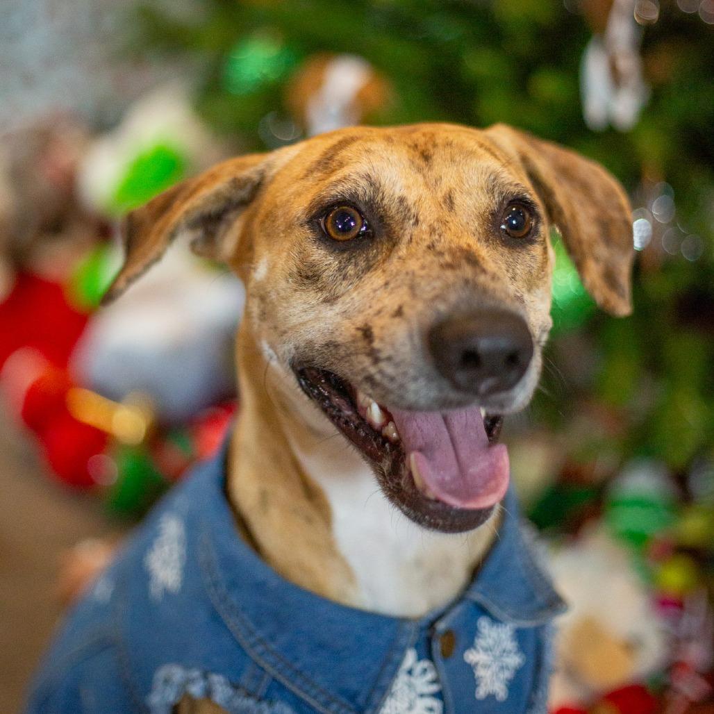 Enlarge Cookie Butter, a Adoptable Mixed Breed in Kailua Kona, HI image 3/6