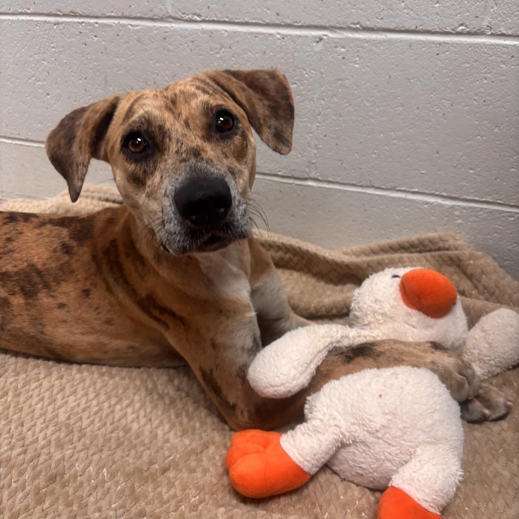 Enlarge Cookie Butter, a Adoptable Mixed Breed in Kailua Kona, HI image 2/6