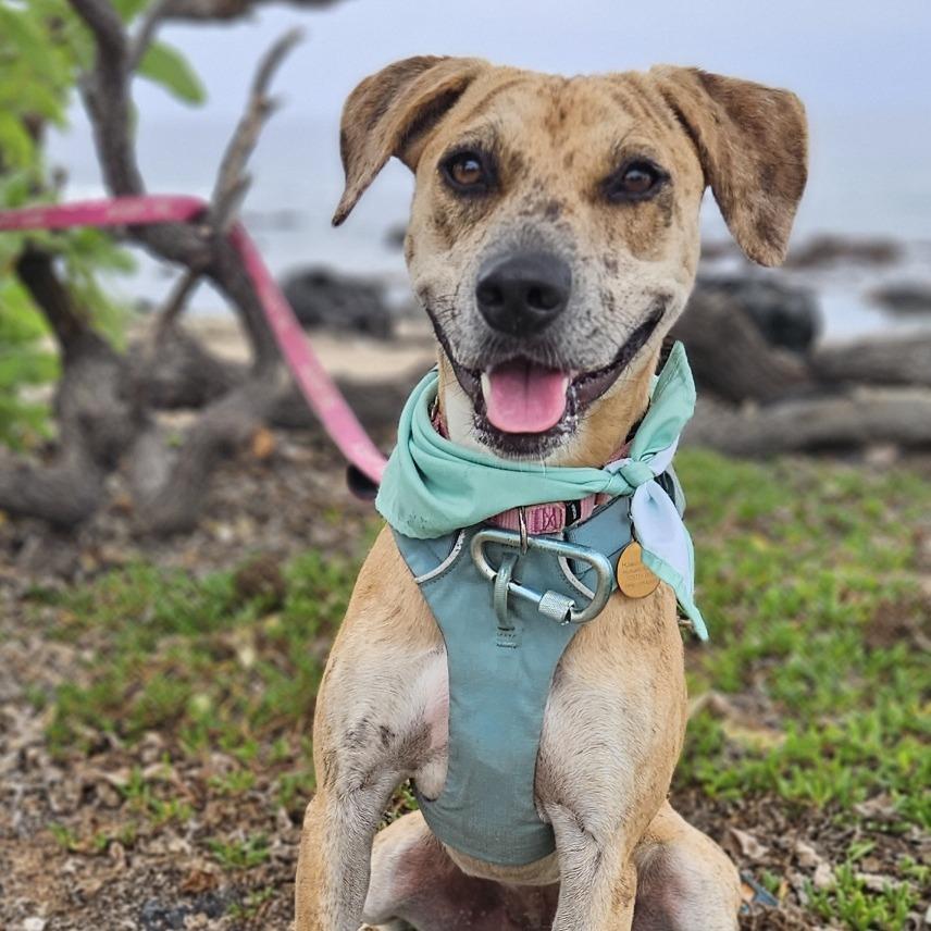 Enlarge Cookie Butter, a Adoptable Mixed Breed in Kailua Kona, HI image 2/6