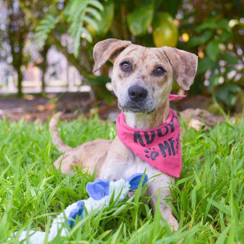 Enlarge Cookie Butter, a Adoptable Mixed Breed in Kailua Kona, HI image 4/6