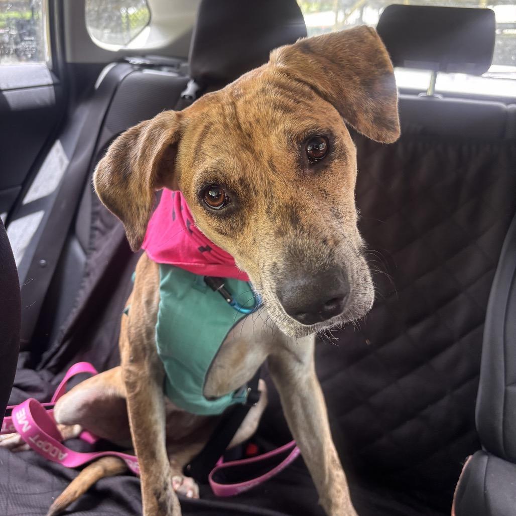 Enlarge Cookie Butter, a Adoptable Mixed Breed in Kailua Kona, HI image 4/6