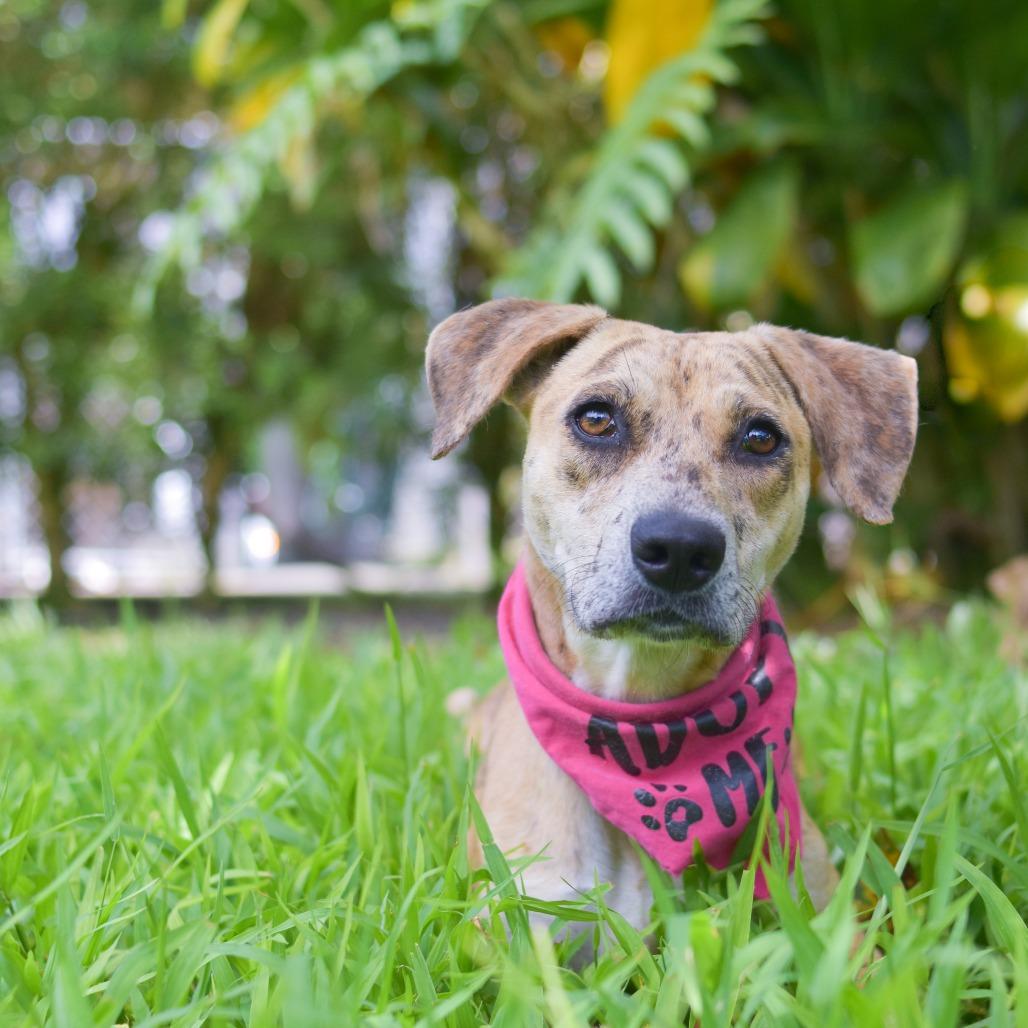 Enlarge Cookie Butter, a Adoptable Mixed Breed in Kailua Kona, HI image 5/6