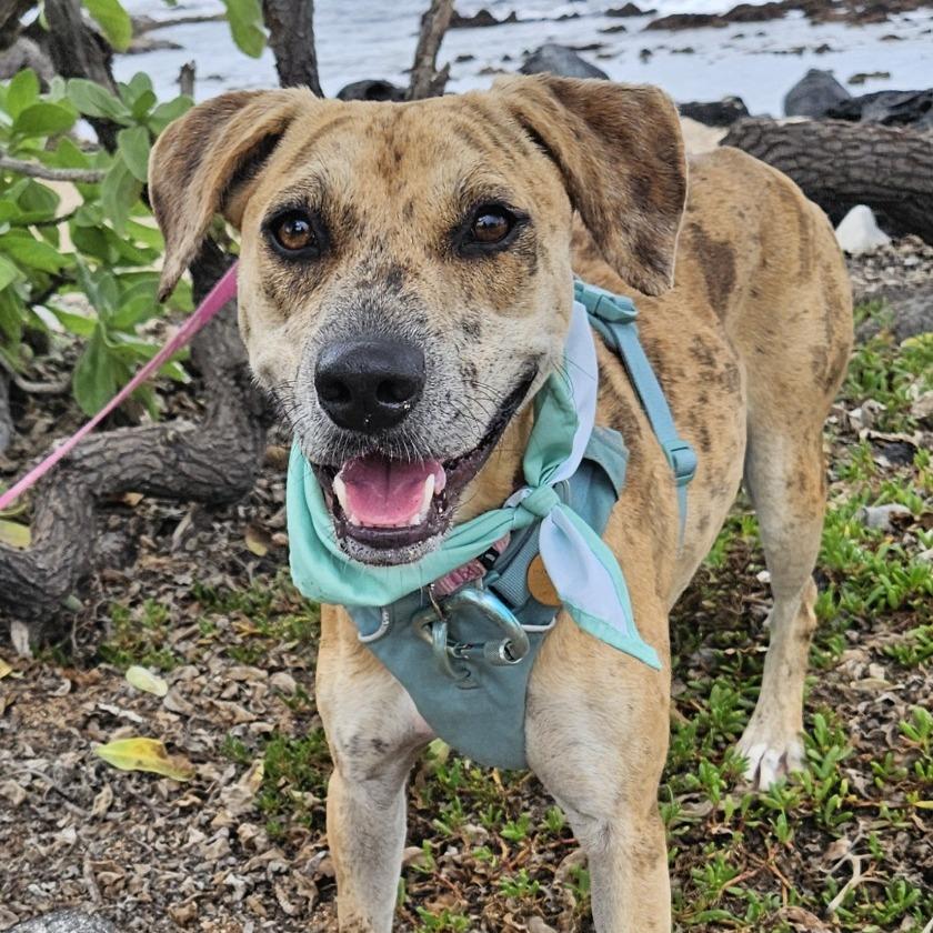 Enlarge Cookie Butter, a Adoptable Mixed Breed in Kailua Kona, HI image 4/6