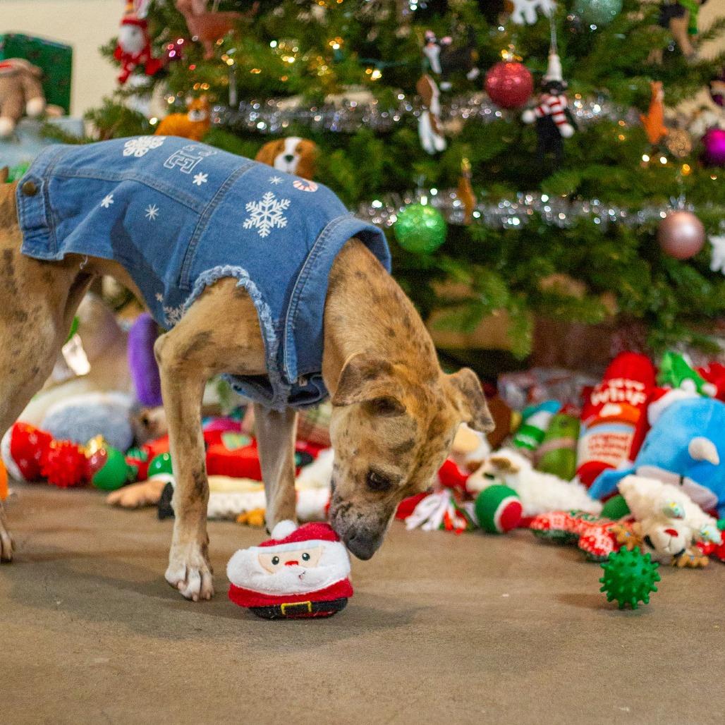 Enlarge Cookie Butter, a Adoptable Mixed Breed in Kailua Kona, HI image 6/6