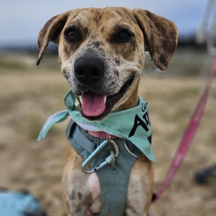 Enlarge Cookie Butter, a Adoptable Mixed Breed in Kailua Kona, HI image 5/6