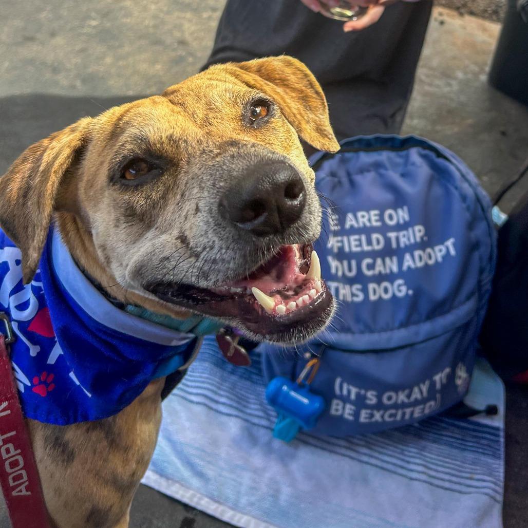 Enlarge Cookie Butter, a Adoptable Mixed Breed in Kailua Kona, HI image 6/6