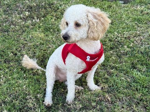 Enlarge Magnificent Marley, a Adopted Bichon Frise in Carlsbad, CA image 4/4