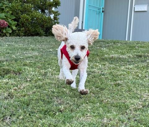 Enlarge Magnificent Marley, a Adopted Bichon Frise in Carlsbad, CA image 3/4