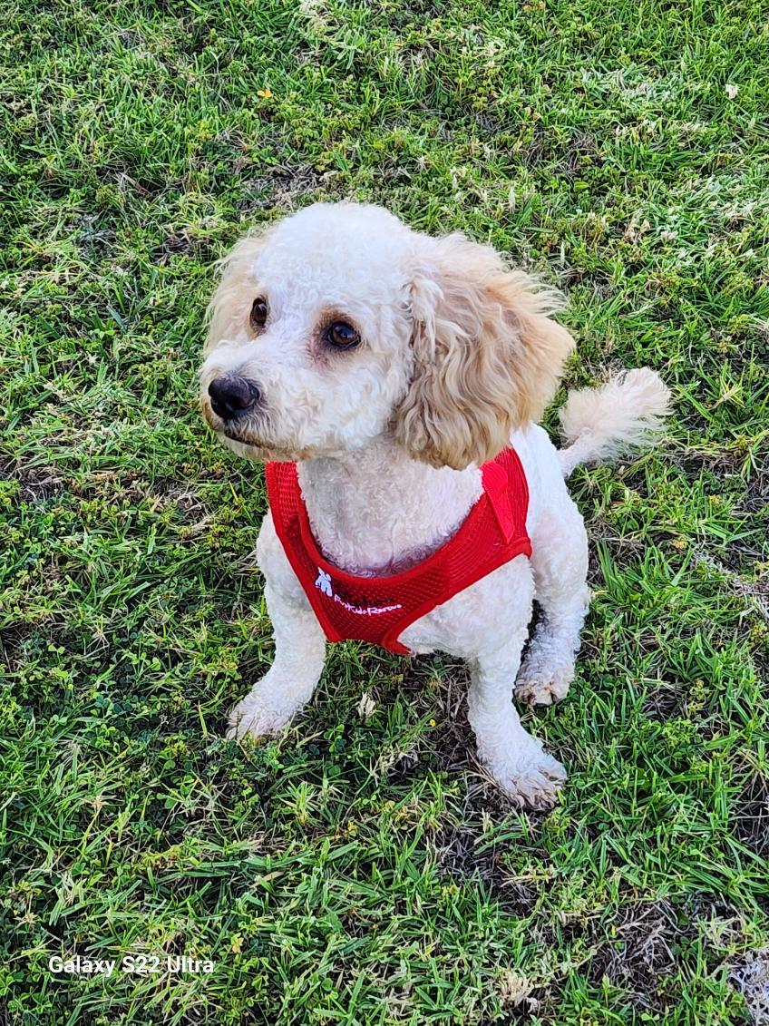 Enlarge Magnificent Marley, a Adopted Bichon Frise in Carlsbad, CA image 1/4