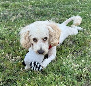Enlarge Magnificent Marley, a Adopted Bichon Frise in Carlsbad, CA image 2/4