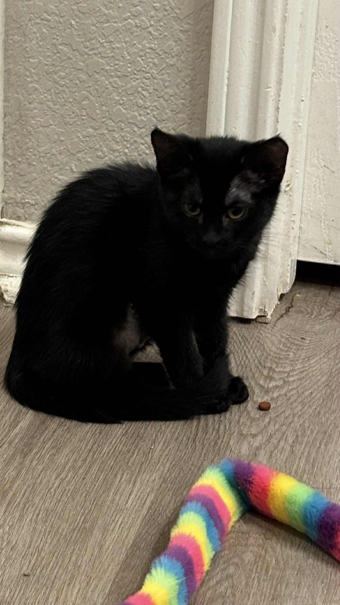Kitty Queen, Young Female unknown