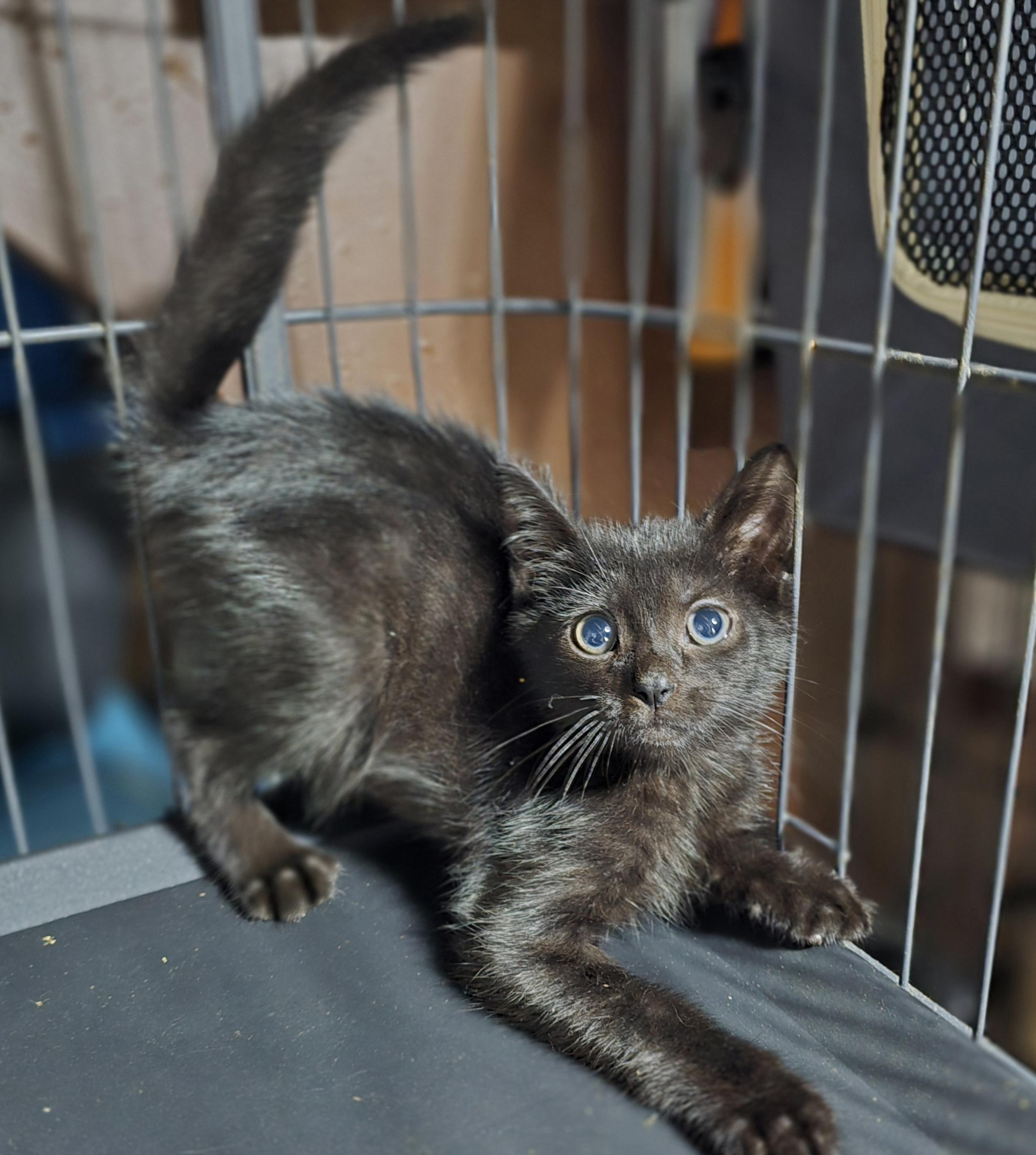 Jack, a Adopted Domestic Short Hair in Elizabeth, PA image 1/3