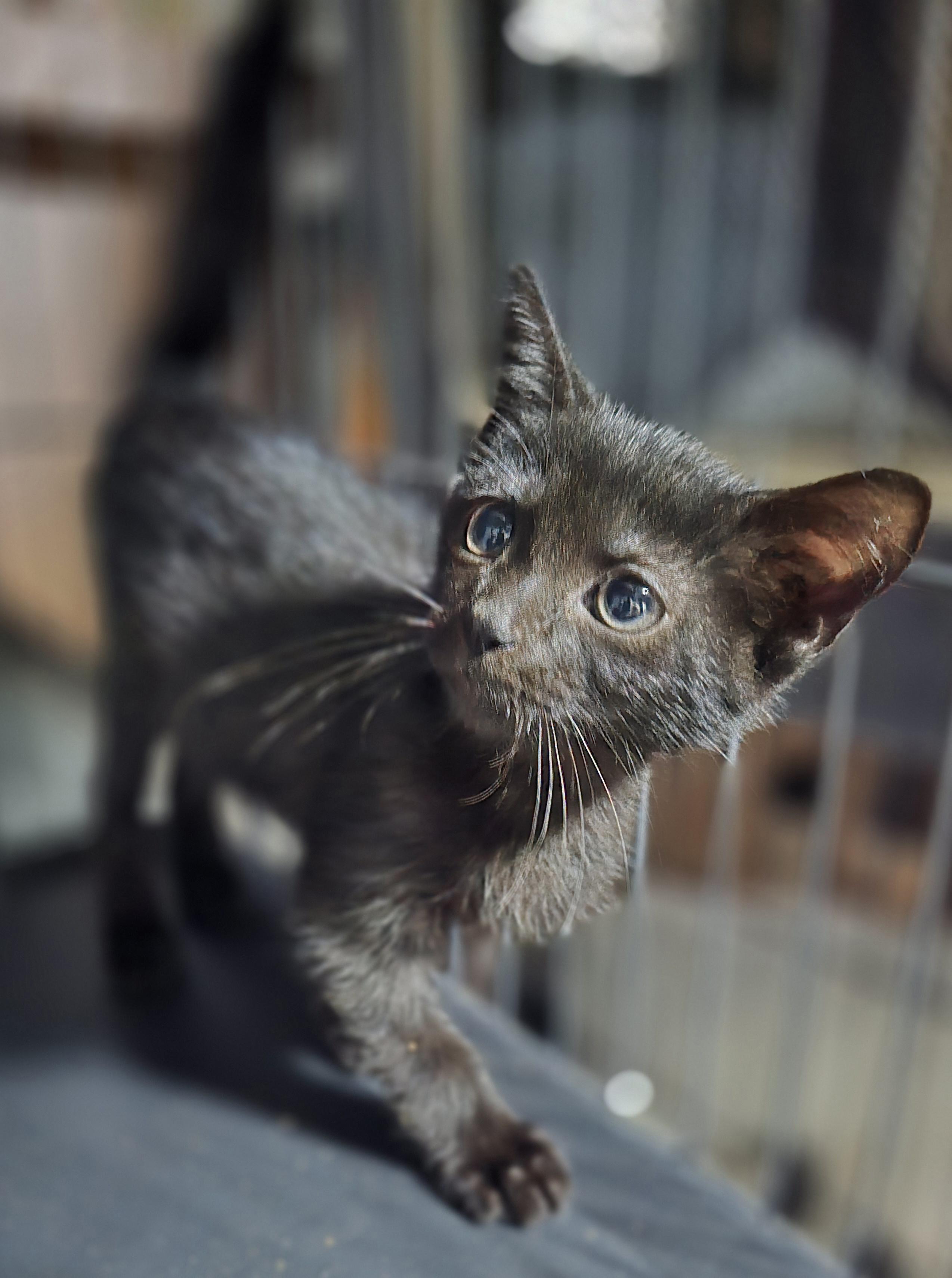 Jack, a Adopted Domestic Short Hair in Elizabeth, PA image 2/3