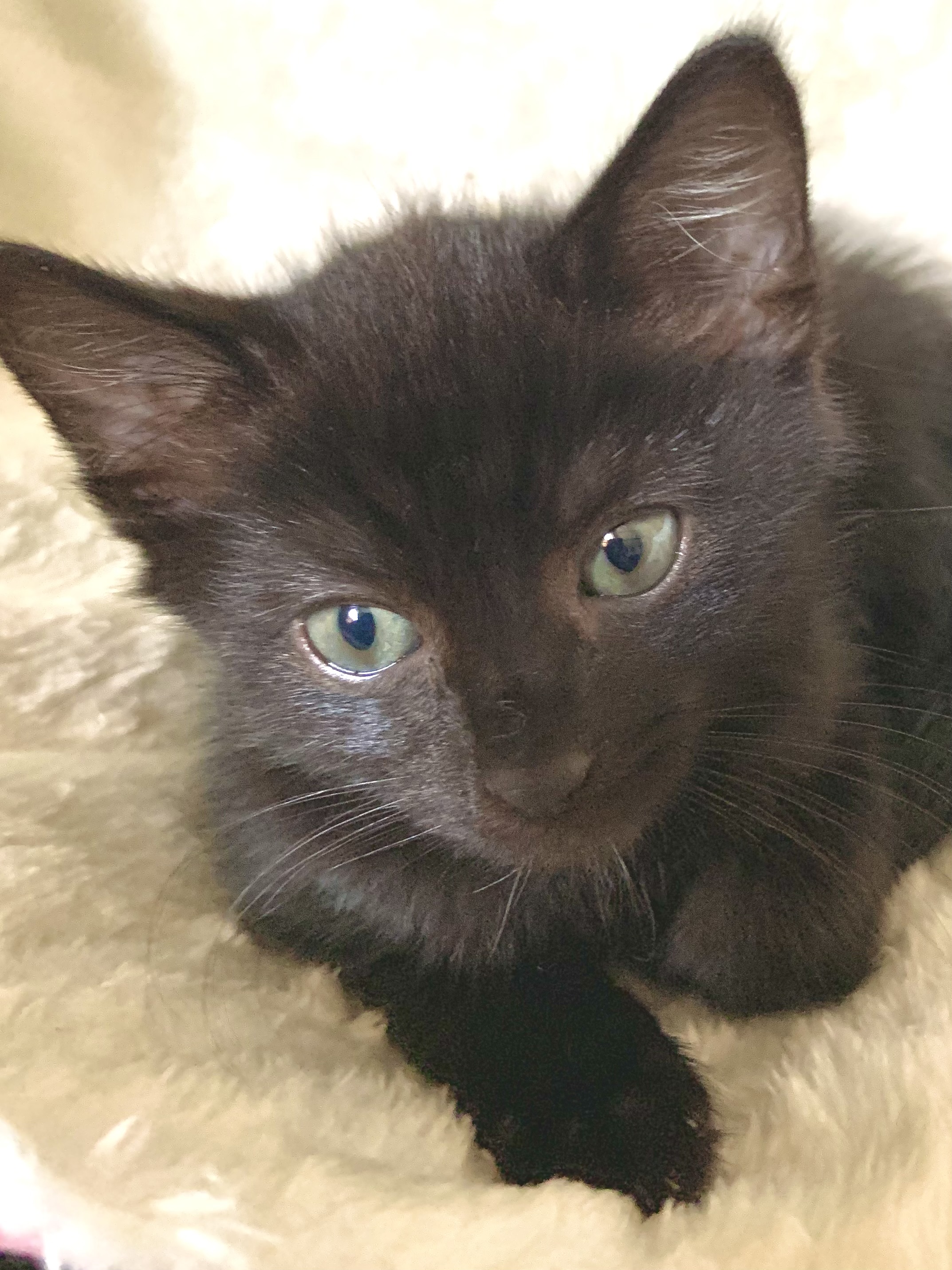 Enlarge GQ, a Adopted Domestic Short Hair in Maplewood, NJ image 3/4