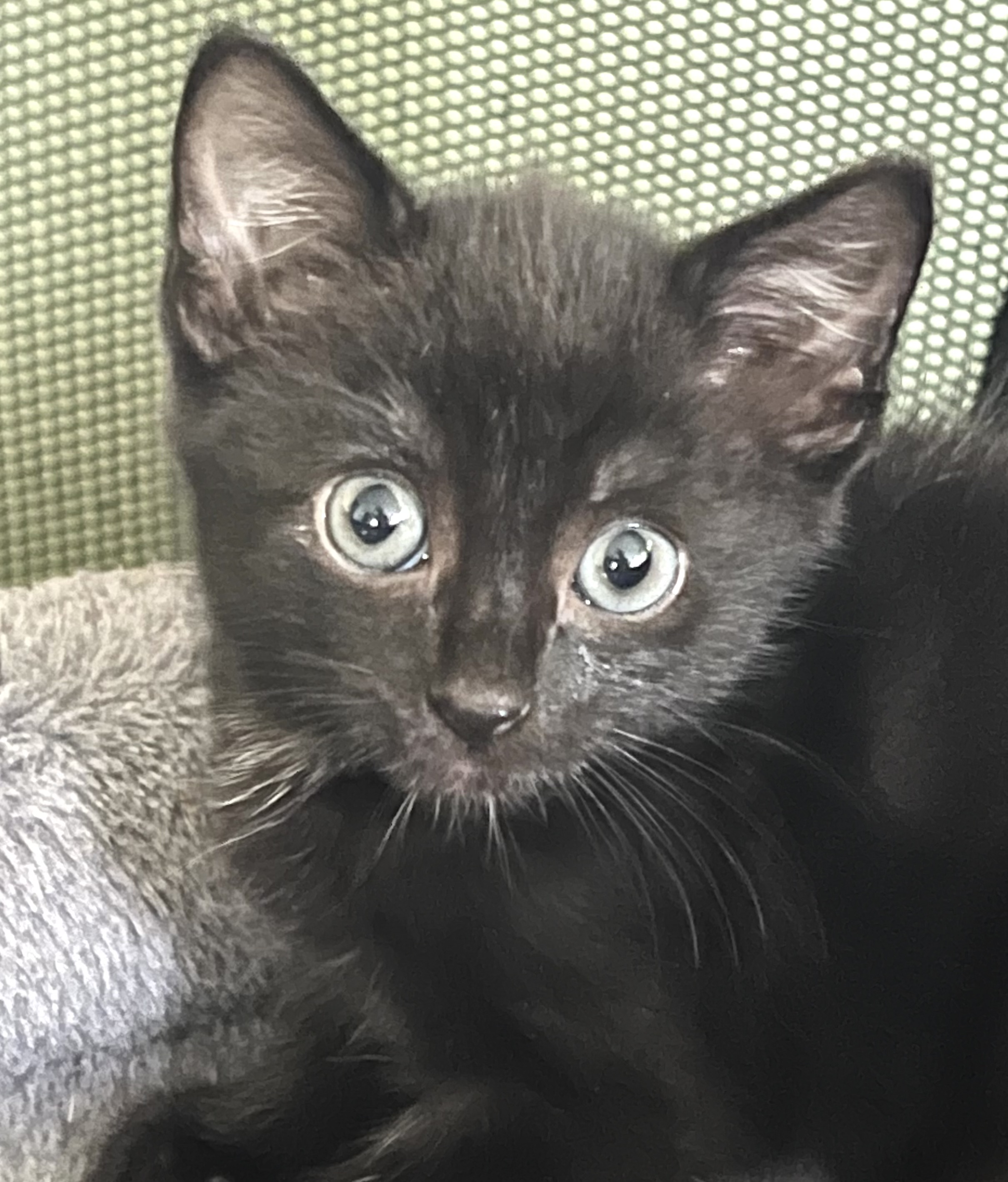 Enlarge GQ, a Adopted Domestic Short Hair in Maplewood, NJ image 1/4