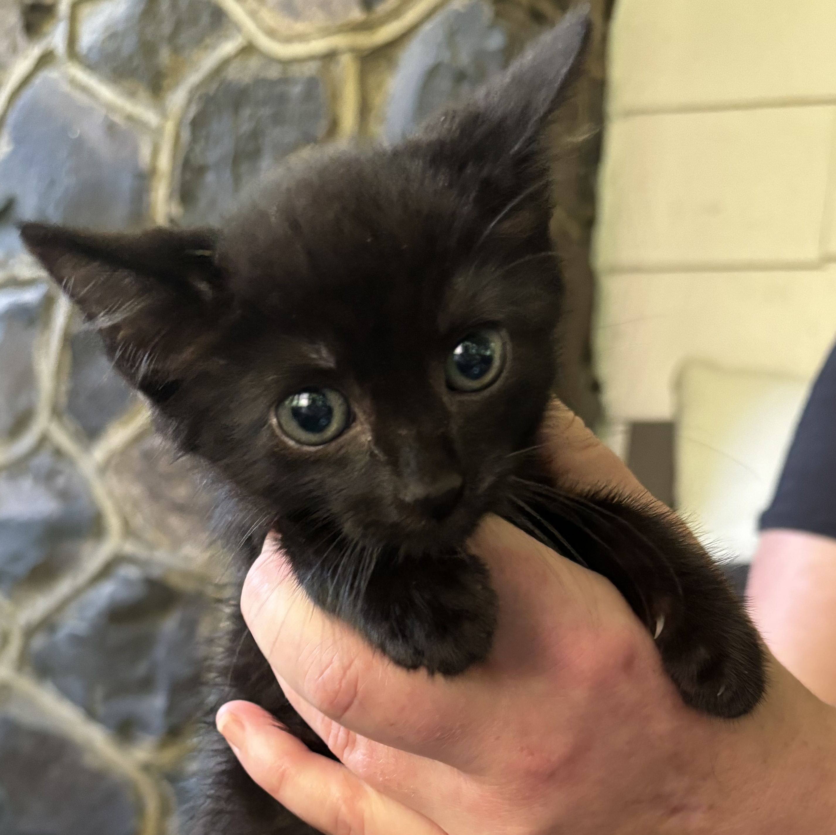 Enlarge GQ, a Adopted Domestic Short Hair in Maplewood, NJ image 2/4