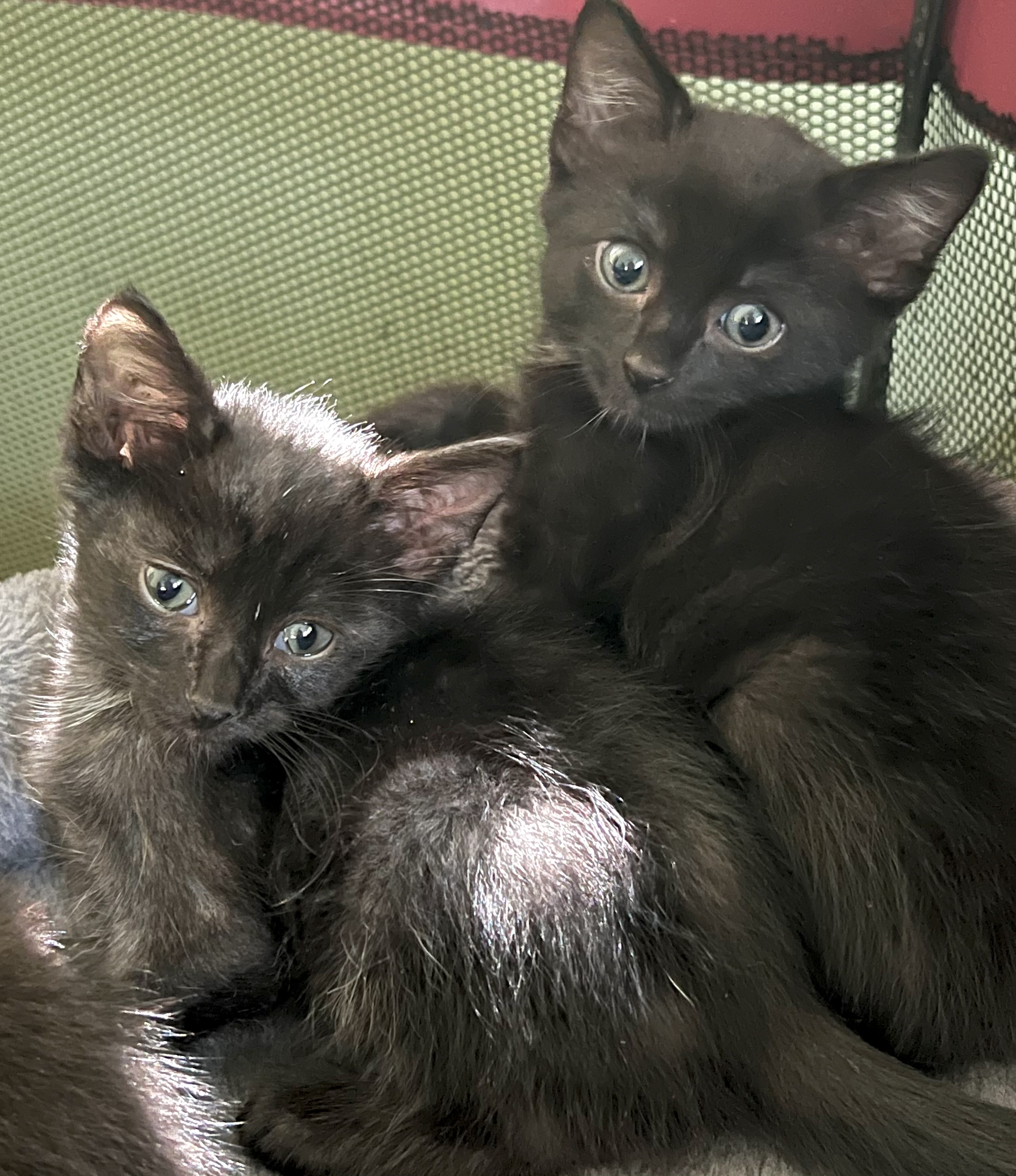 Enlarge GQ, a Adopted Domestic Short Hair in Maplewood, NJ image 4/4