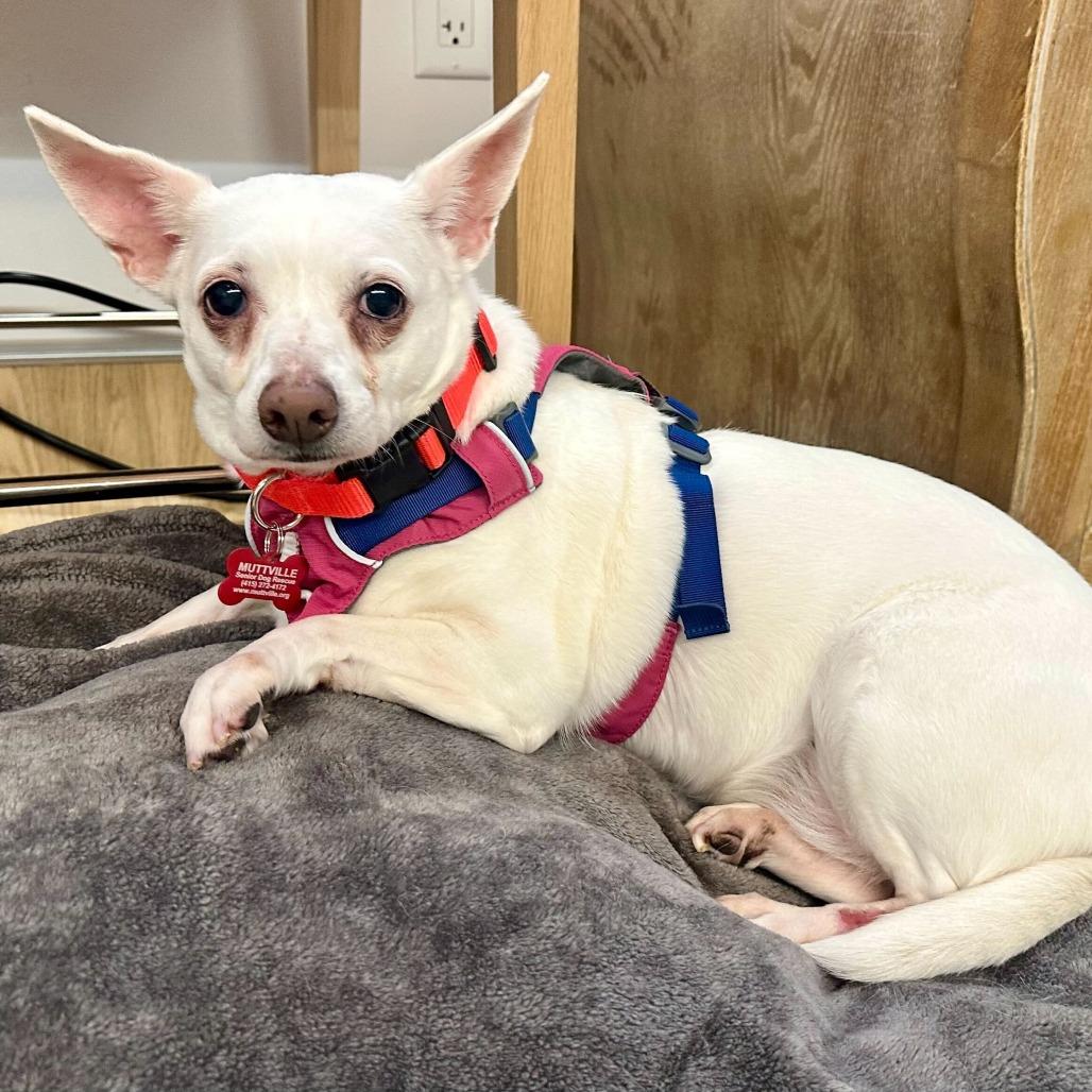 Fern 14061, Adoptable, Senior Female Chihuahua & Dachshund.