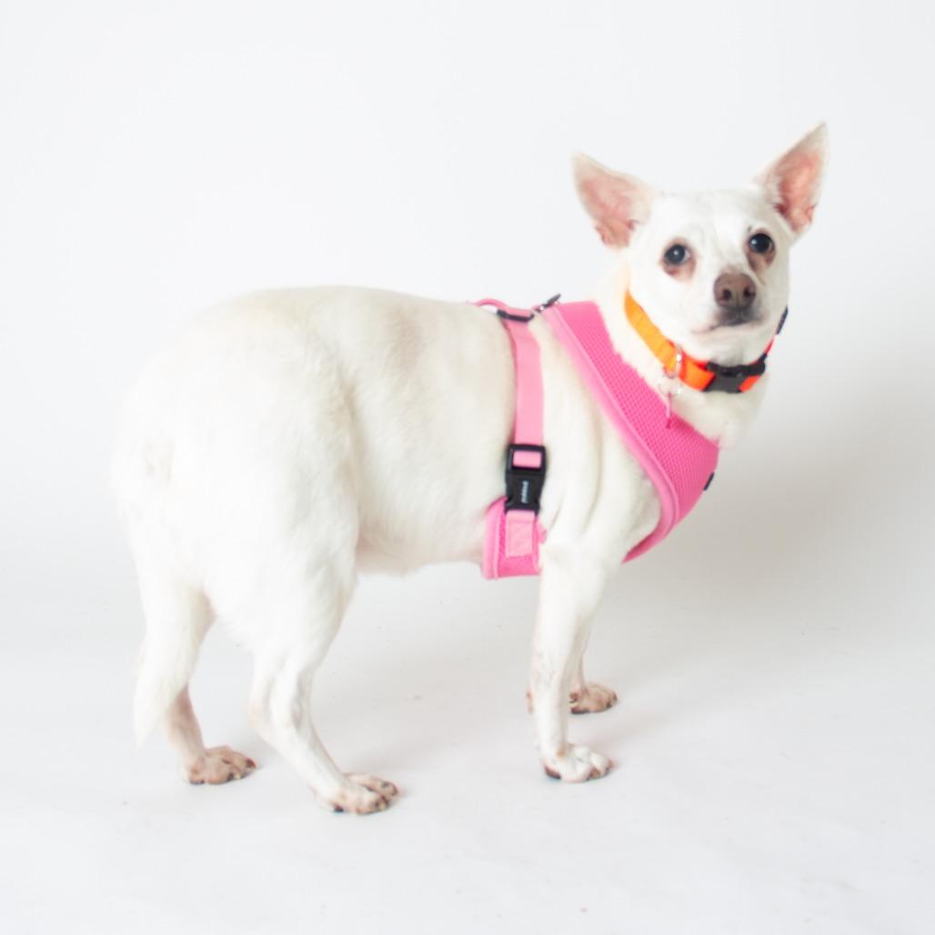 Enlarge Fern 14061, a Adoptable mixed breed in San Francisco, CA image 2/6