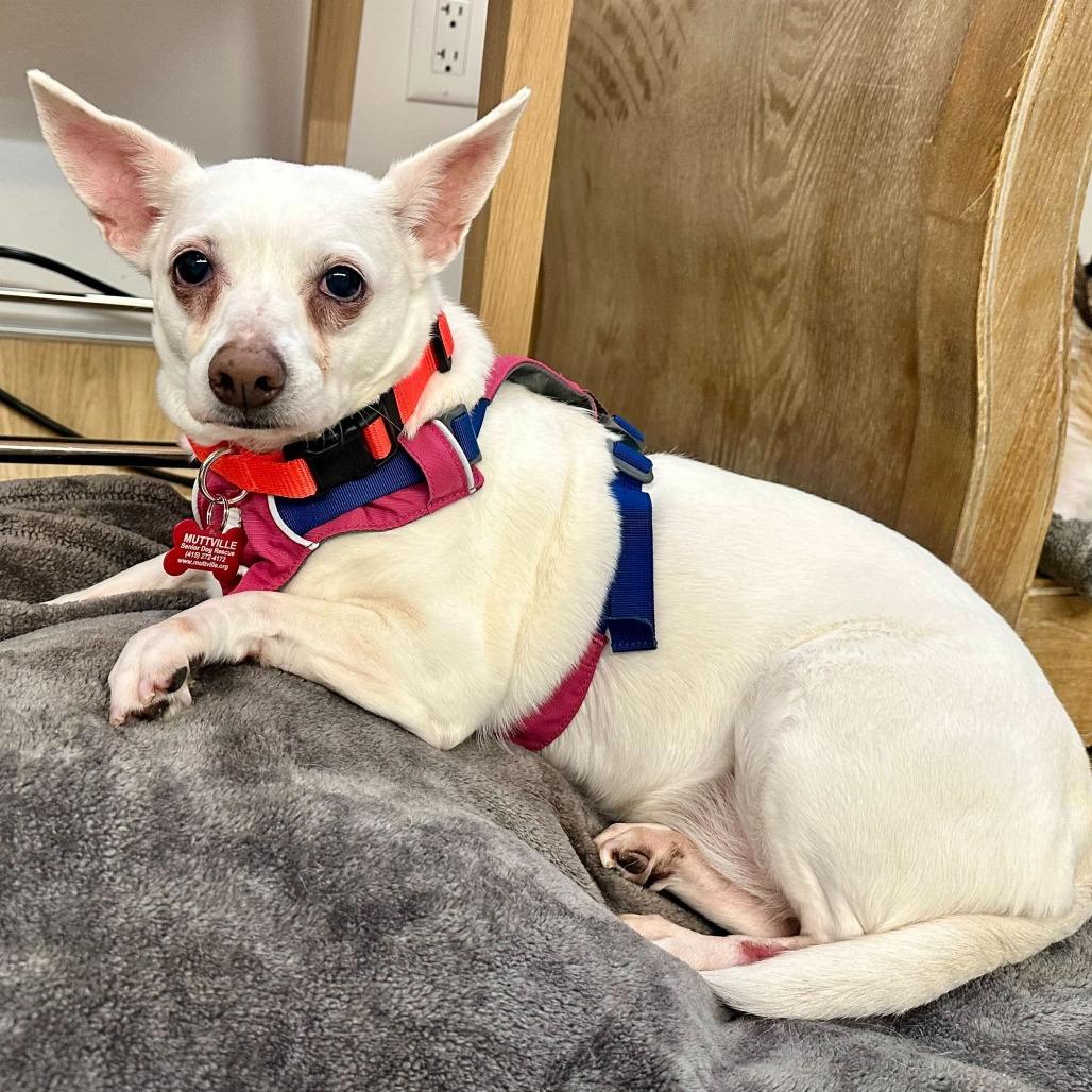 Enlarge Fern 14061, a Adoptable mixed breed in San Francisco, CA image 4/6