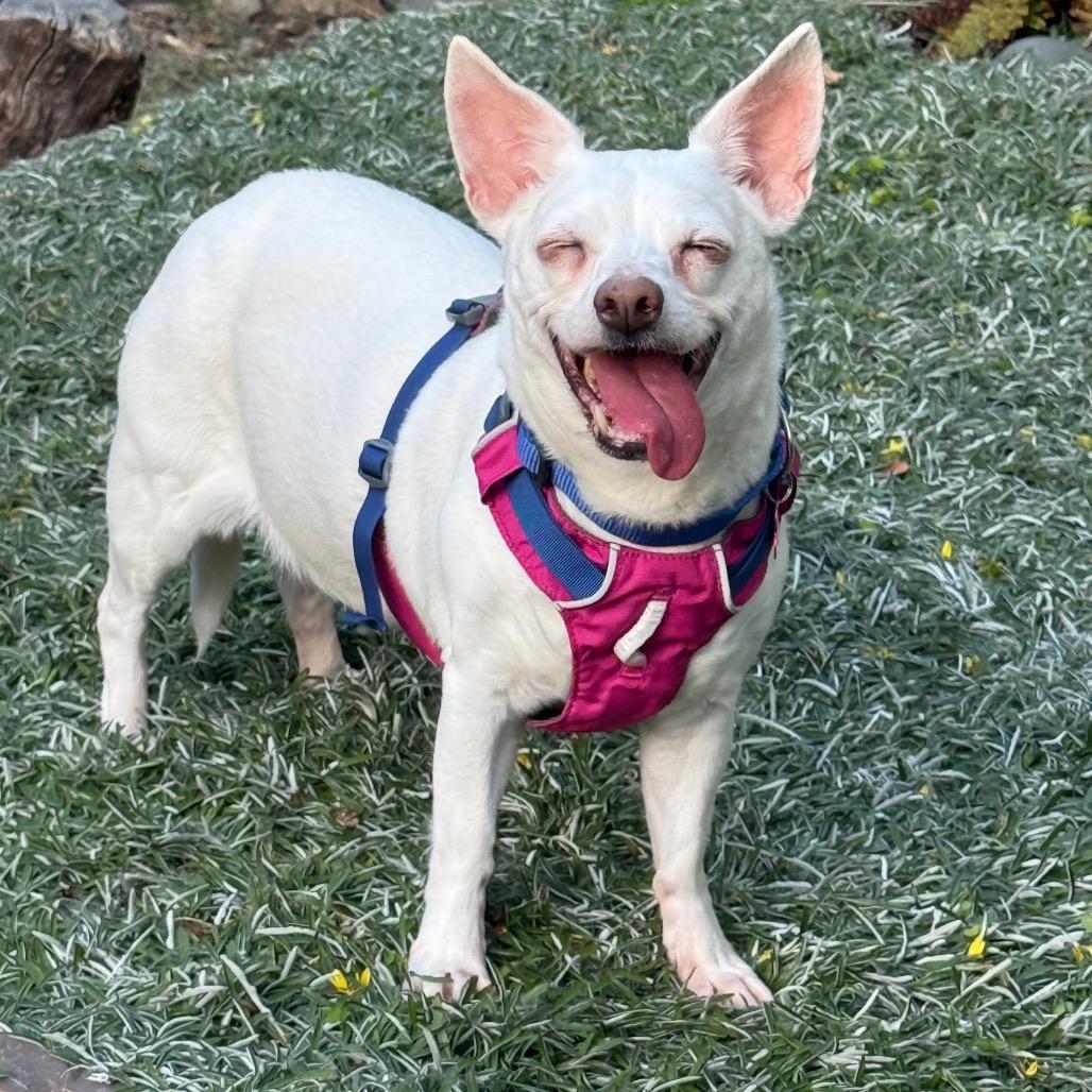Enlarge Fern 14061, a Adoptable mixed breed in San Francisco, CA image 5/6