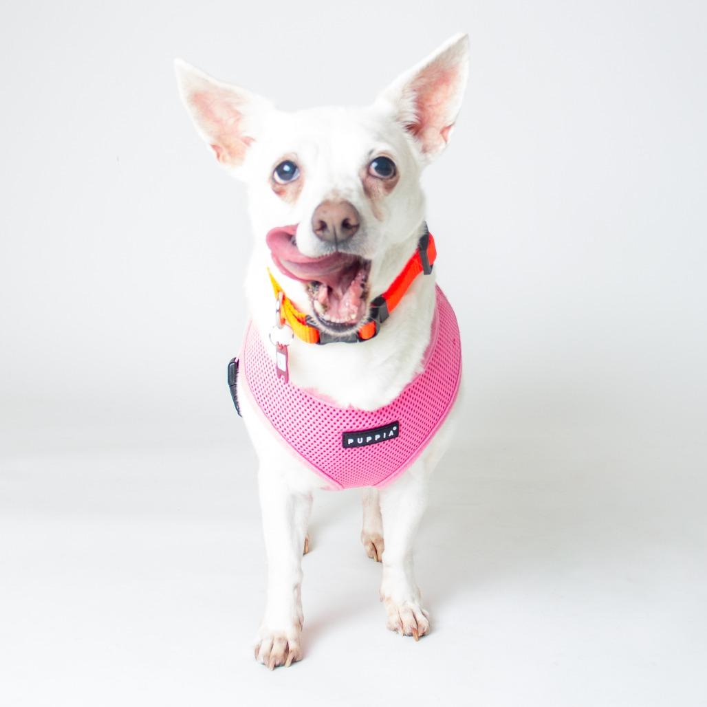 Enlarge Fern 14061, a Adoptable mixed breed in San Francisco, CA image 6/6
