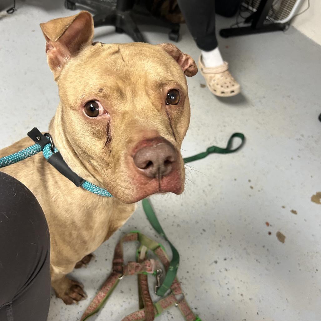 Ragnar, a Adoptable American Staffordshire Terrier in Uniontown, PA image 2/3