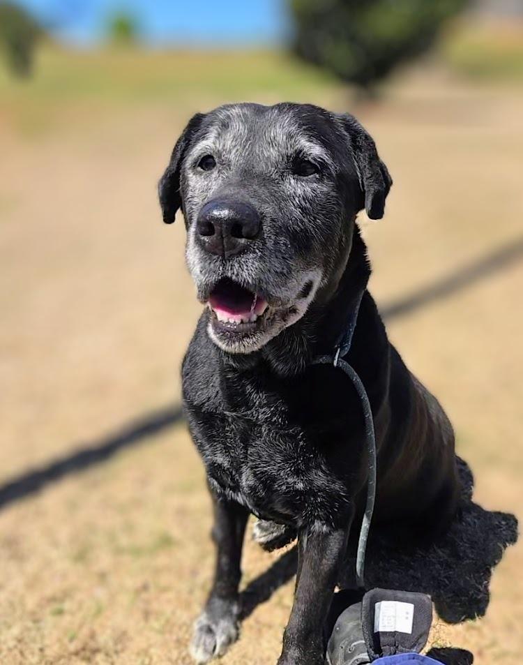 Serena, Adoptable, Senior Female Labrador Retriever.