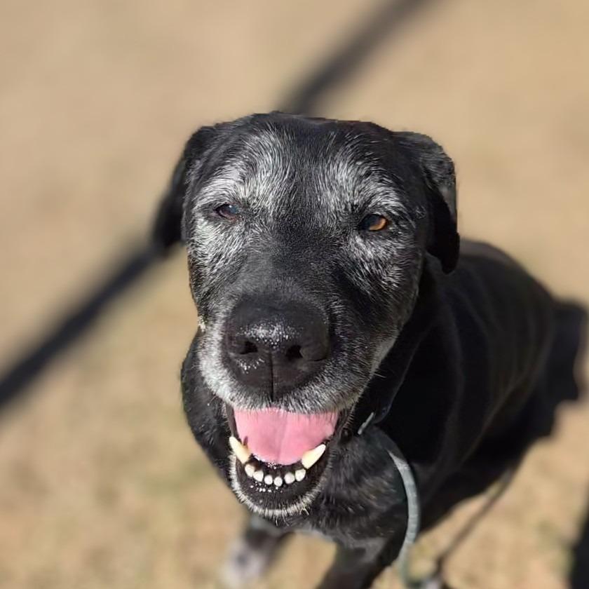 Enlarge Serena, a Adoptable Labrador Retriever in Douglasville, GA image 2/6