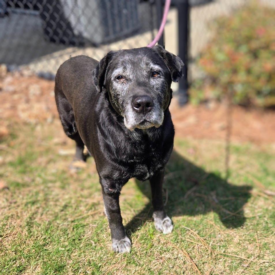 Enlarge Serena, a Adoptable Labrador Retriever in Douglasville, GA image 3/6